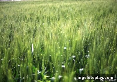 mg电子带你深度解析足球直播返水活动：玩法、技巧与平台选择