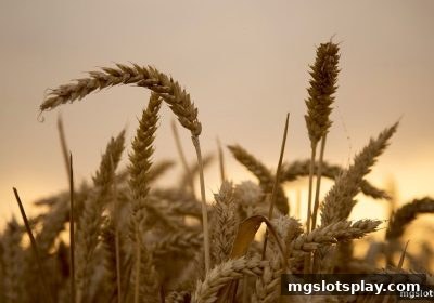 mg电子平台亏损包赔活动全解析：什么是亏损包赔？如何利用它降低风险？